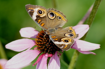 Captured Solitude - Buckeye Butterfly